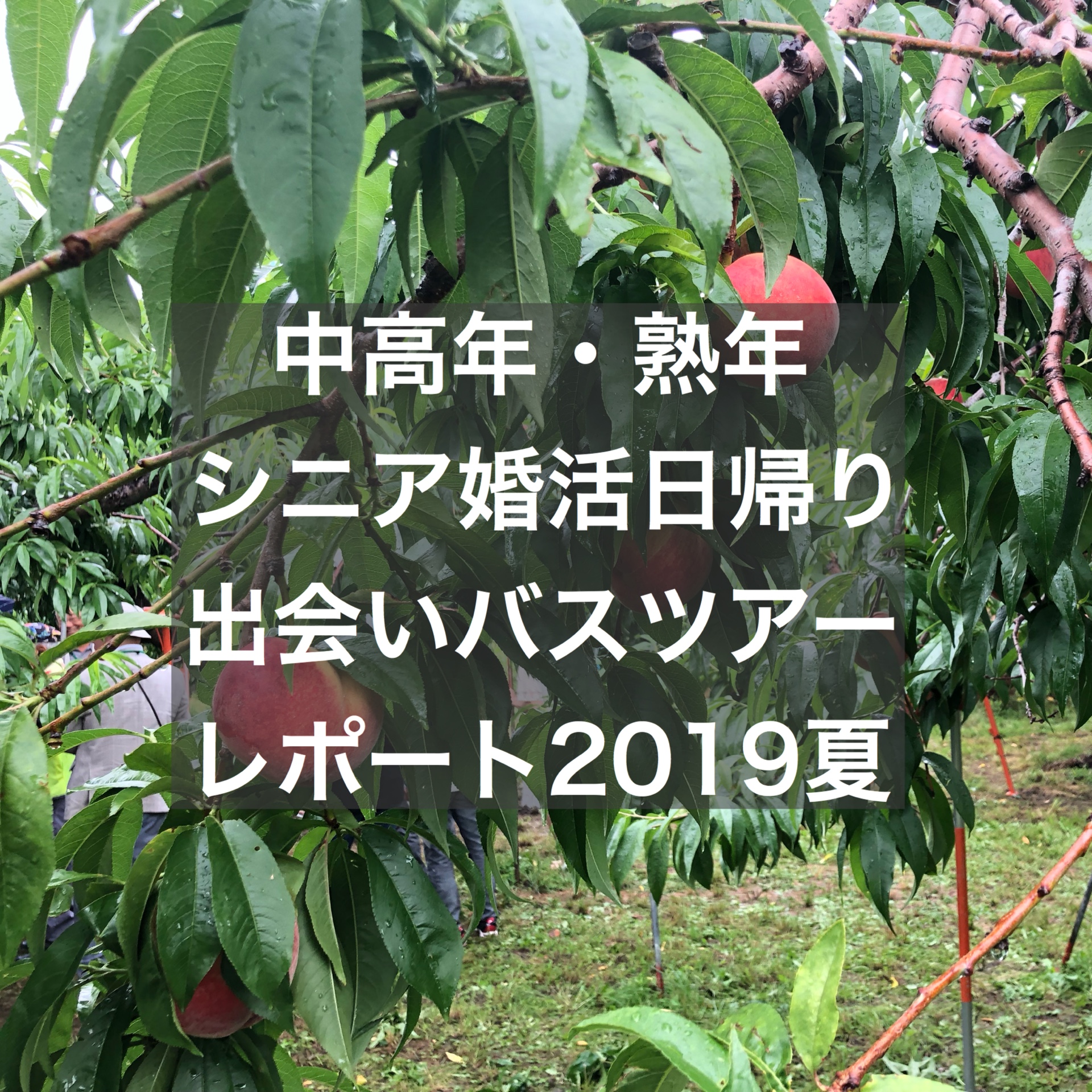 中高年 熟年シニア婚活日帰り出会いバスツアーレポート 結婚相談所ブライダルゼルム 東京 銀座